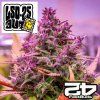 LSD 25 Auto Fast Buds 11
