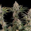Trainwreck FEM Royal Queen Seeds 3