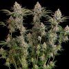 Trainwreck FEM Royal Queen Seeds 4
