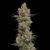Trainwreck FEM Royal Queen Seeds 5
