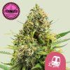 Trainwreck FEM Royal Queen Seeds 1