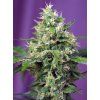 Sweet Amnesia Haze XL Auto SWS 1vv