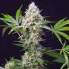 Sweet Amnesia Haze XL Auto SWS 33