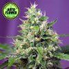 Sweet Amnesia Haze XL Auto SWS 1