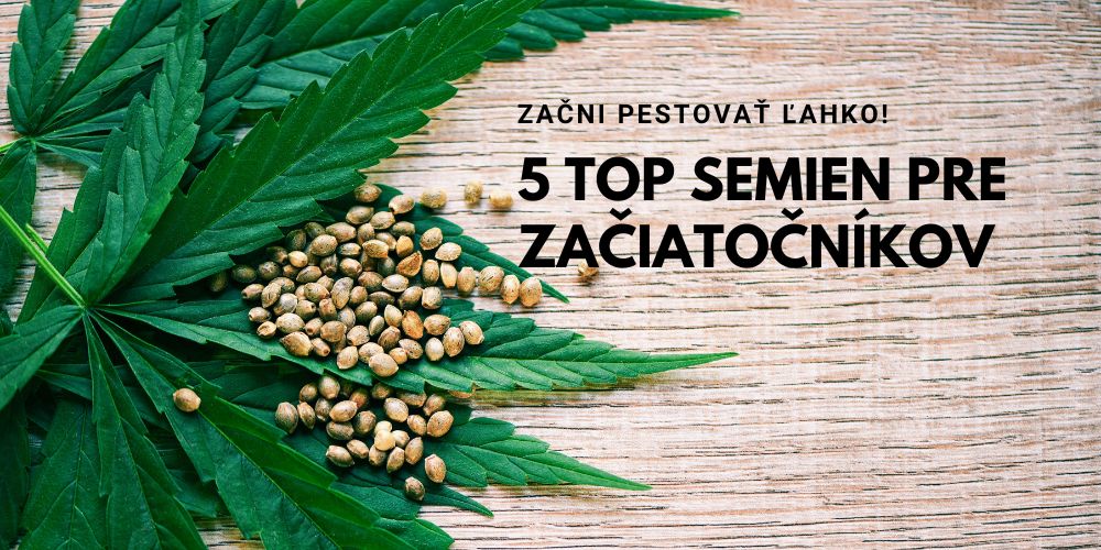 Najlepšie semienka marihuany pre začiatočníkov – 5 odrôd, s ktorými to zvládne každý