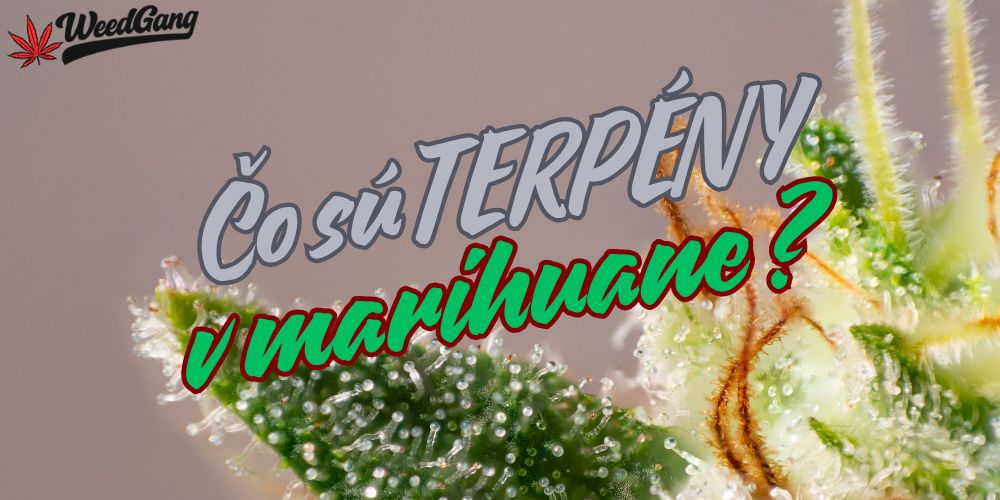 Terpény v marihuane – čo sú a ako ovplyvňujú účinky odrôd
