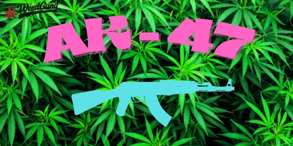 AK-47 – ikonická genetika marihuany