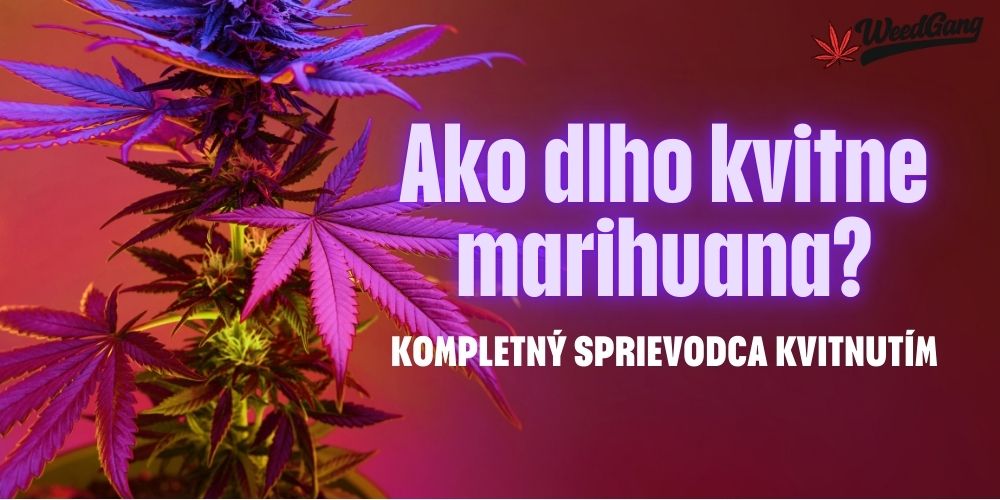Ako dlho kvitne marihuana? Kompletný sprievodca kvitnutím