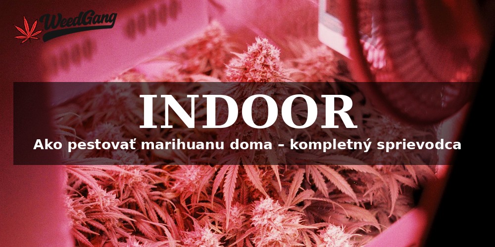 Ako pestovať marihuanu doma – kompletný indoor sprievodca