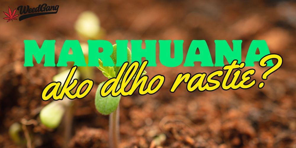 Ako dlho rastie marihuana?