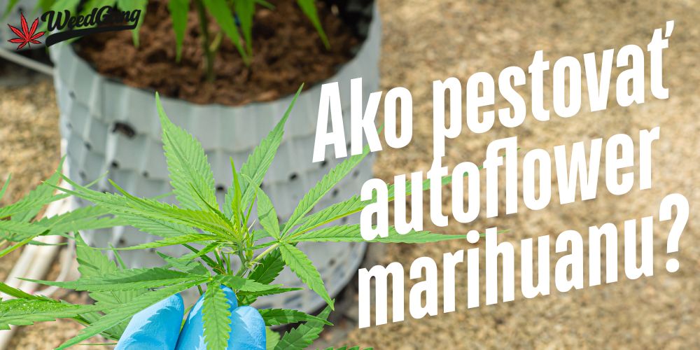 Pestovanie autoflower marihuany – tipy, chyby a odporúčaný postup