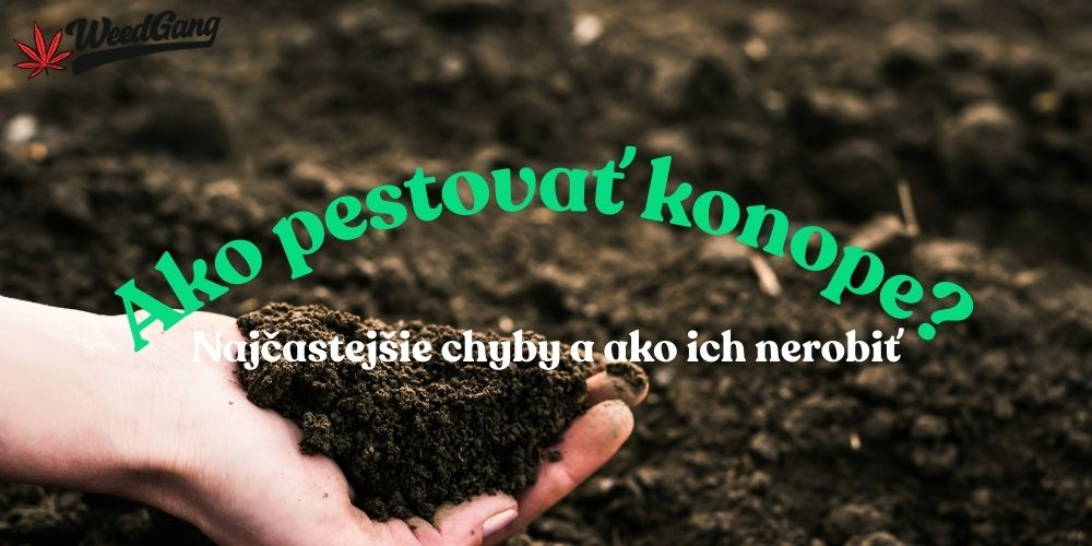 Ako pestovať konope? Najčastejšie chyby a ako ich nerobiť