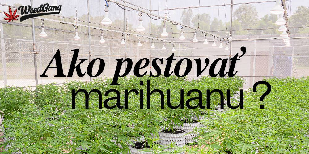 Ako pestovať marihuanu? Podrobný sprievodca