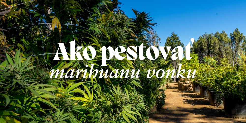 Ako pestovať marihuanu vonku: Kompletný sprievodca pre úspešnú úrodu