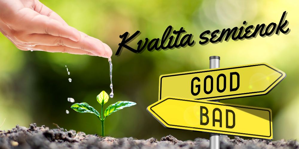 Ako rozoznať kvalitné semená marihuany od nekvalitných