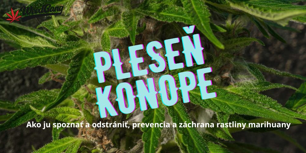 Pleseň na marihuane či konope? Takto ju spoznáš a včas zachrániš rastlinu