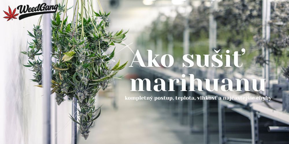 Ako sušiť marihuanu – kompletný postup, teplota, vlhkosť a najčastejšie chyby