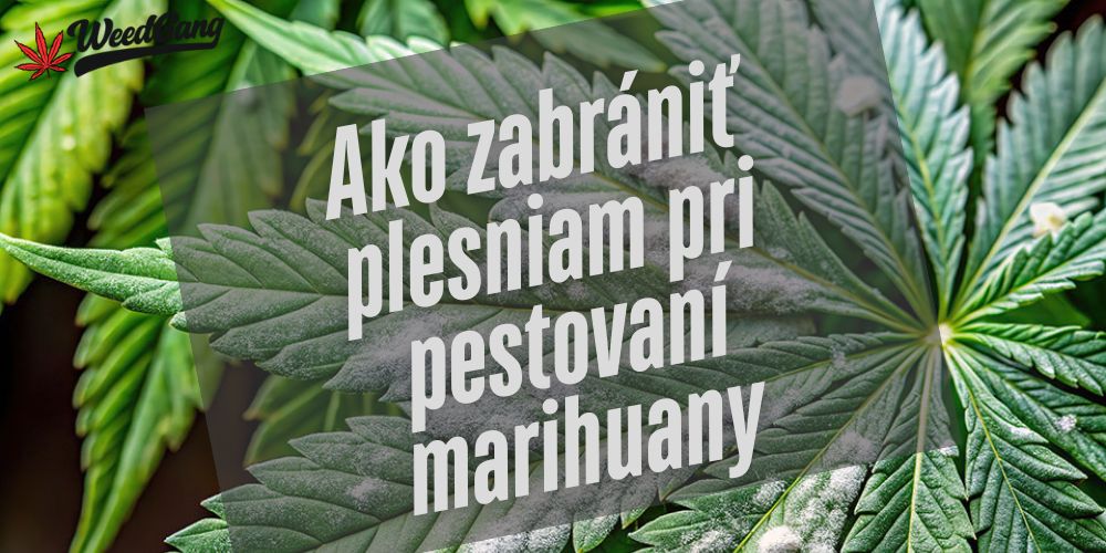 Ako zabrániť plesniam pri pestovaní marihuany