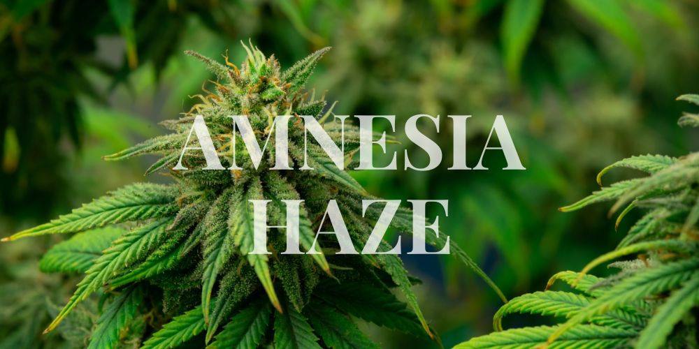 Amnesia Haze – legendárna odroda, ktorá prináša eufóriu aj energiu