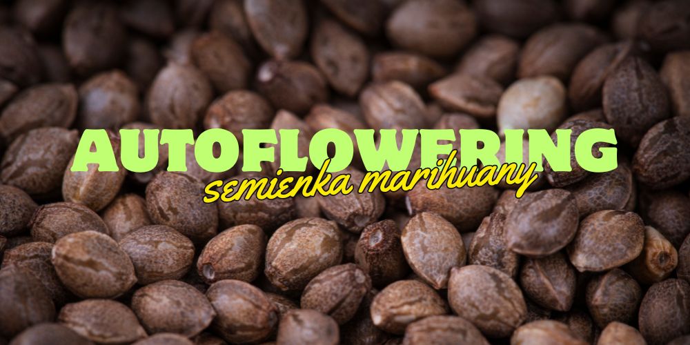 Autoflowering semená marihuany: Prečo sú ideálne pre začiatočníkov
