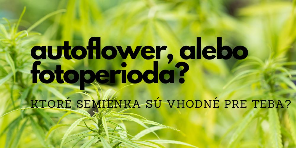 Autoflower vs. feminizované semená – aký typ je pre vás lepší?