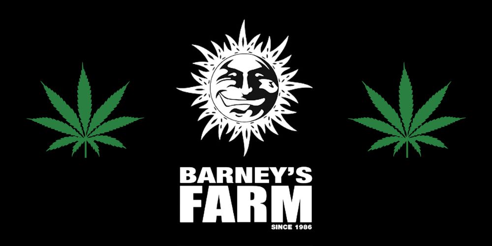 Barney’s Farm – legendárna seedbanka s odrodami, ktoré vyhrávajú súťaže