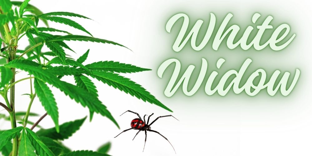 Biela vdova (White Widow) – legendárna genetika marihuany, ktorá stále žiari