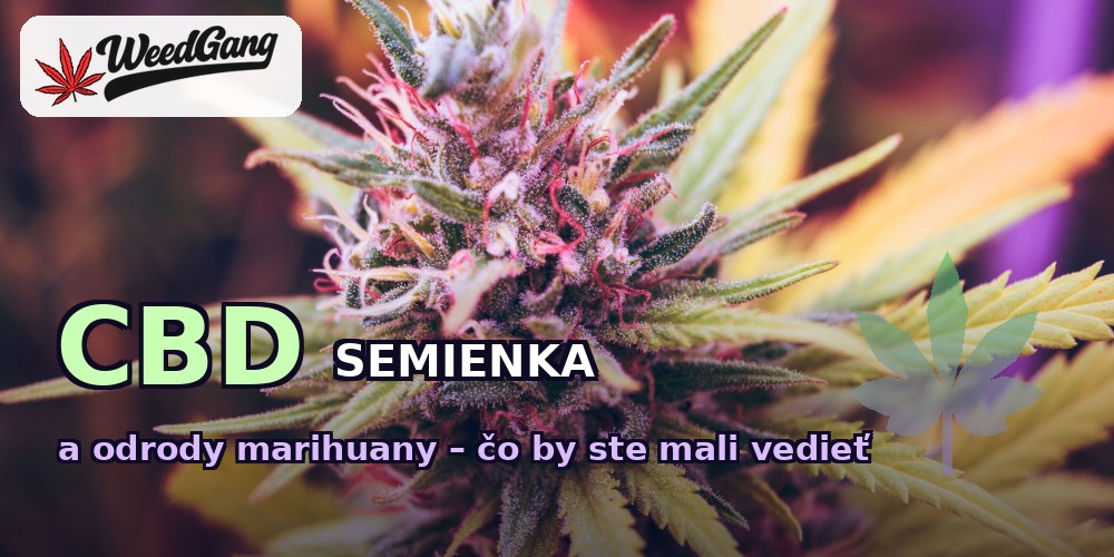 CBD semienka a odrody marihuany – čo by ste mali vedieť