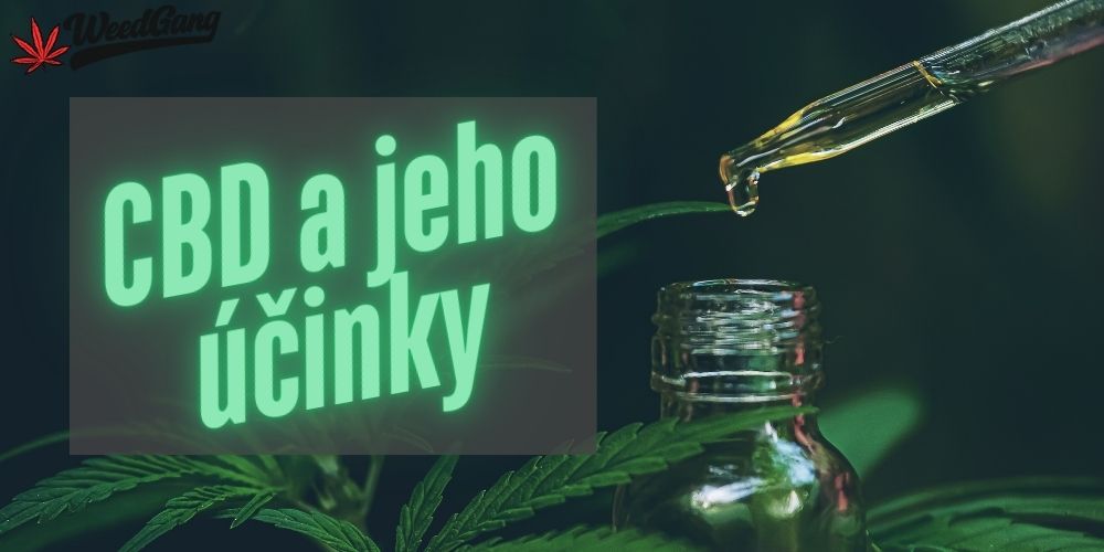 CBD a jeho účinky – pravda, mýty a vedecké fakty