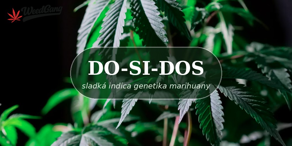 Do-Si-Dos – sladká indica genetika marihuany