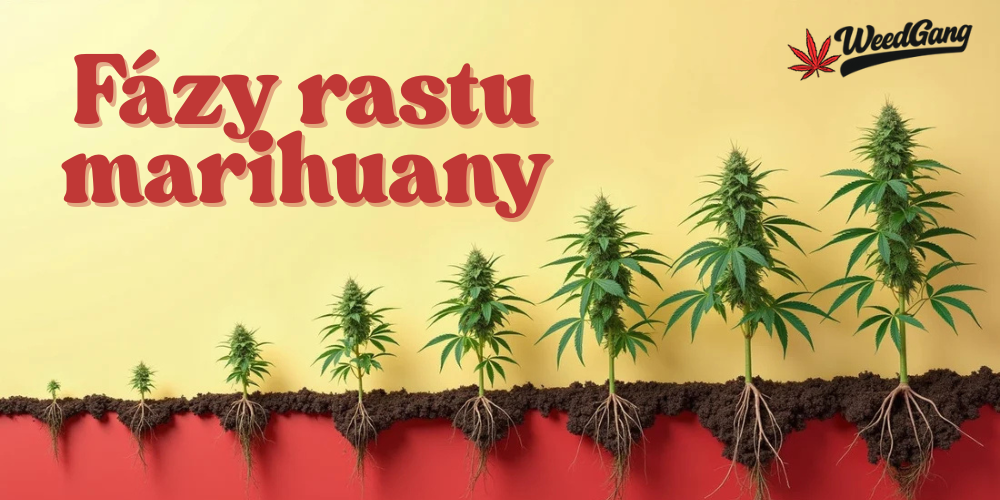 Fázy rastu marihuany – od semienka po zber