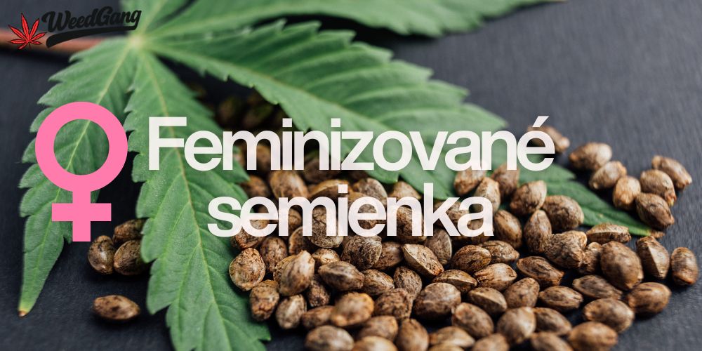 Feminizované semienka marihuany – kvalitné a stabilné semená konope