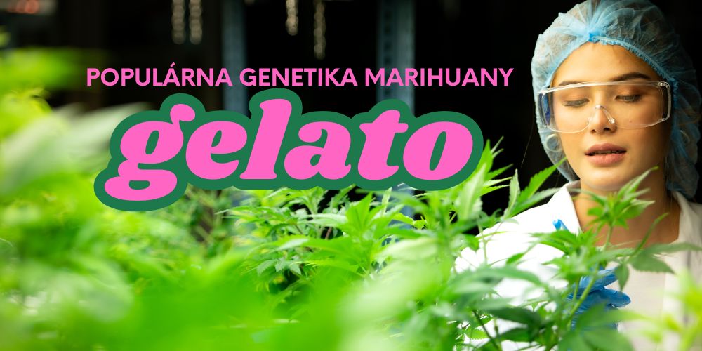 Gelato – populárna genetika marihuany s chuťou víťazstva