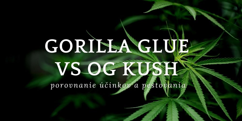 Gorilla Glue vs OG Kush – porovnanie účinkov a pestovania marihuany