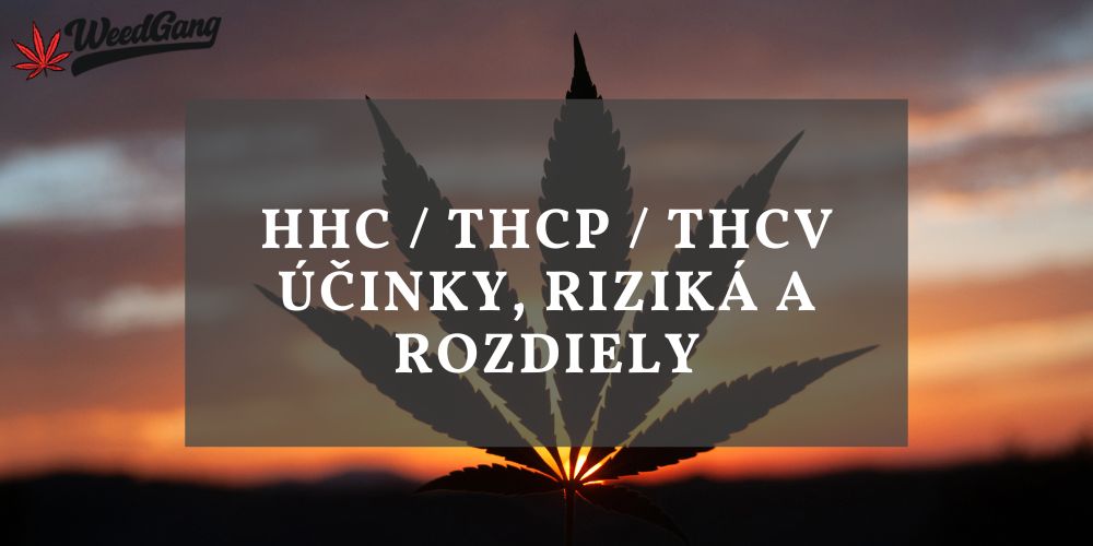 HHC vs. THCP vs. THCV: účinky, riziká a rozdiely