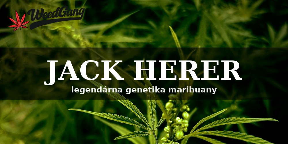 Jack Herer – legendárna genetika marihuany