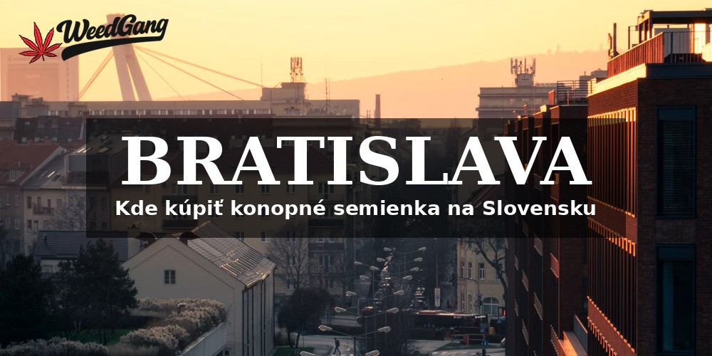 Kde kúpiť konopné semienka v Bratislave a na Slovensku?