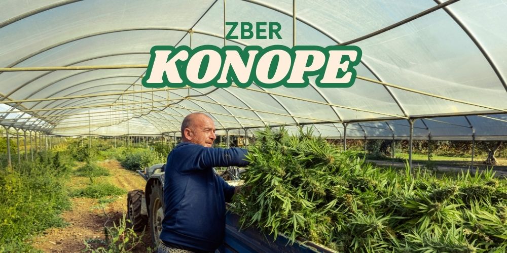 Zber marihuany – ako rozpoznať správny čas a postupovať správne