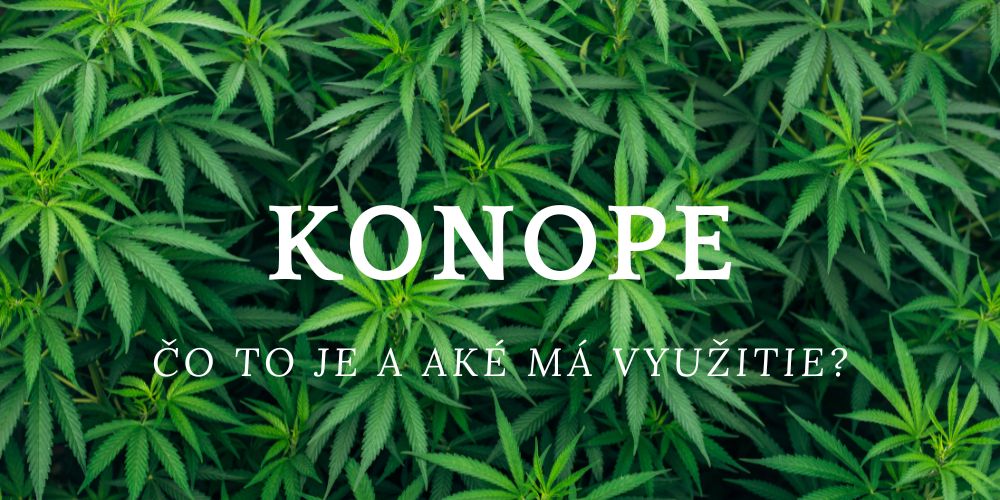 Konope – využitie, rozdiely a všetko, čo by ste mali vedieť