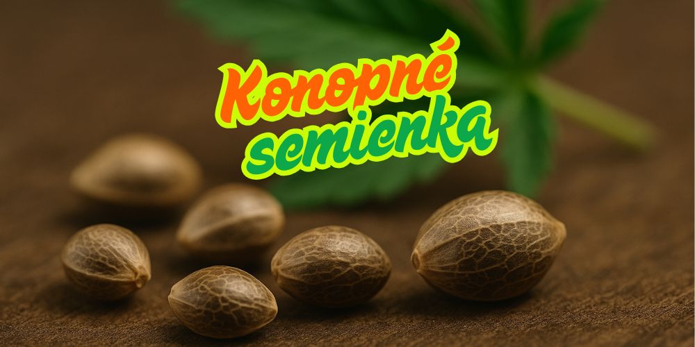 Konopné semienka – aké existujú a ako si vybrať tie najlepšie na pestovanie