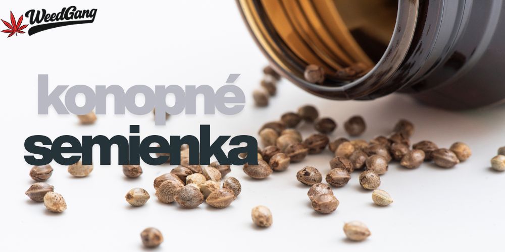 Konopné semienka – všetko o semienkach marihuany a ich výbere
