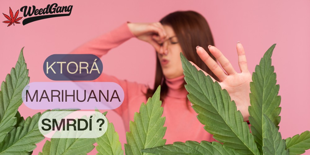 Ktoré odrody marihuany najviac smrdia?