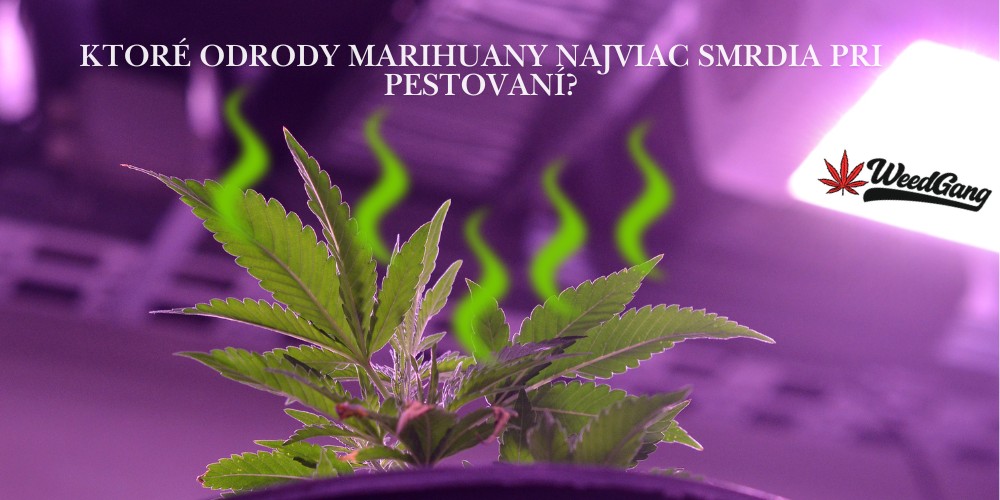 Ktoré odrody marihuany najviac smrdia pri pestovaní?