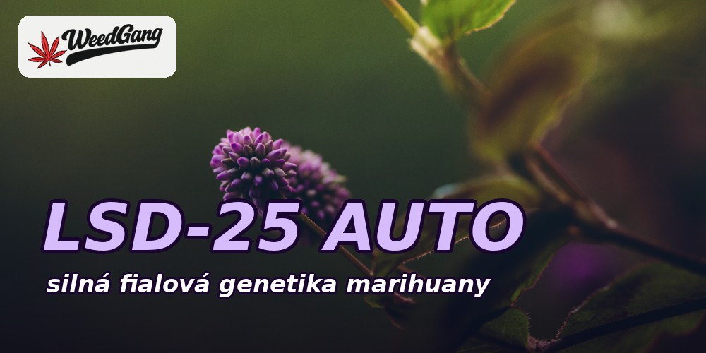 LSD-25 Auto – silná fialová genetika marihuany