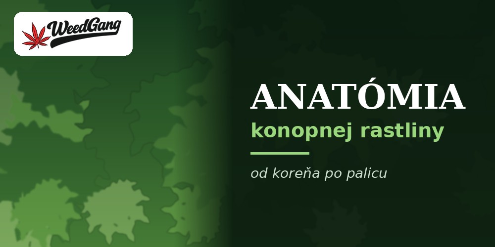 Marihuana rastlina – anatómia konope od koreňa po palicu