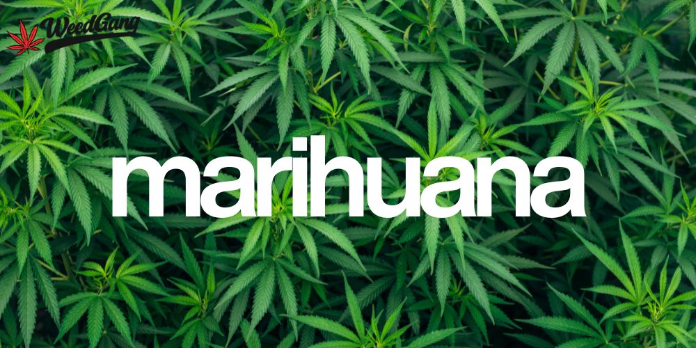 Marihuana