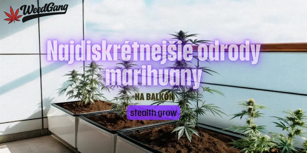 Najdiskrétnejšie odrody marihuany na balkón a stealth grow