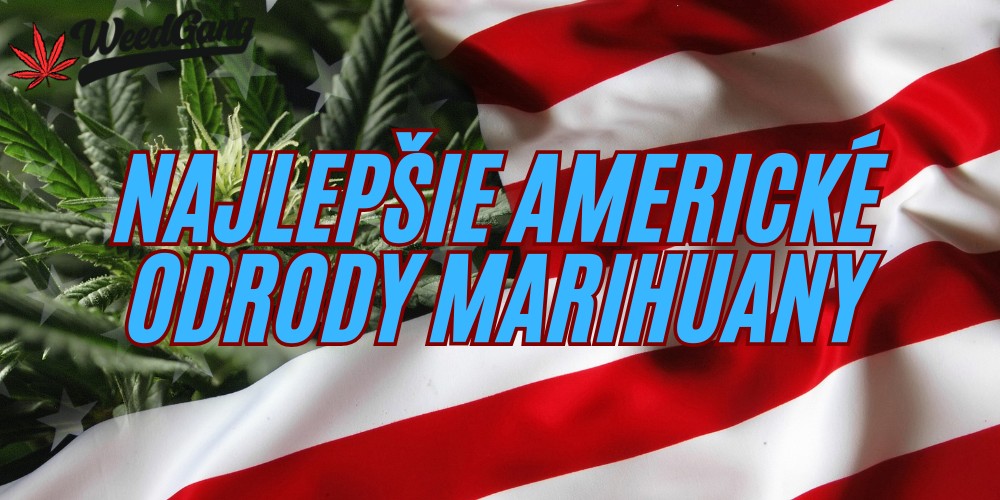 Najlepšie americké odrody marihuany