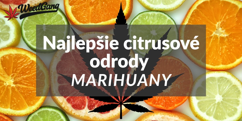 Najlepšie citrusové odrody marihuany