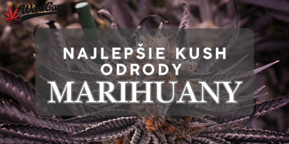 Najlepšie kush odrody marihuany